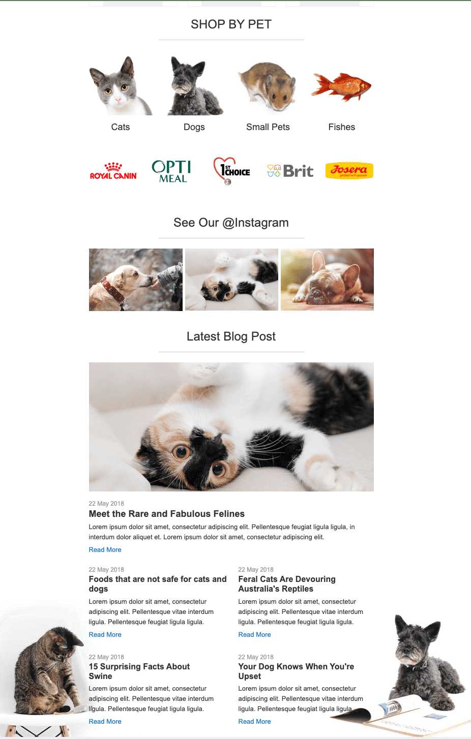 Creative email with marketing materials on kittens and other animals